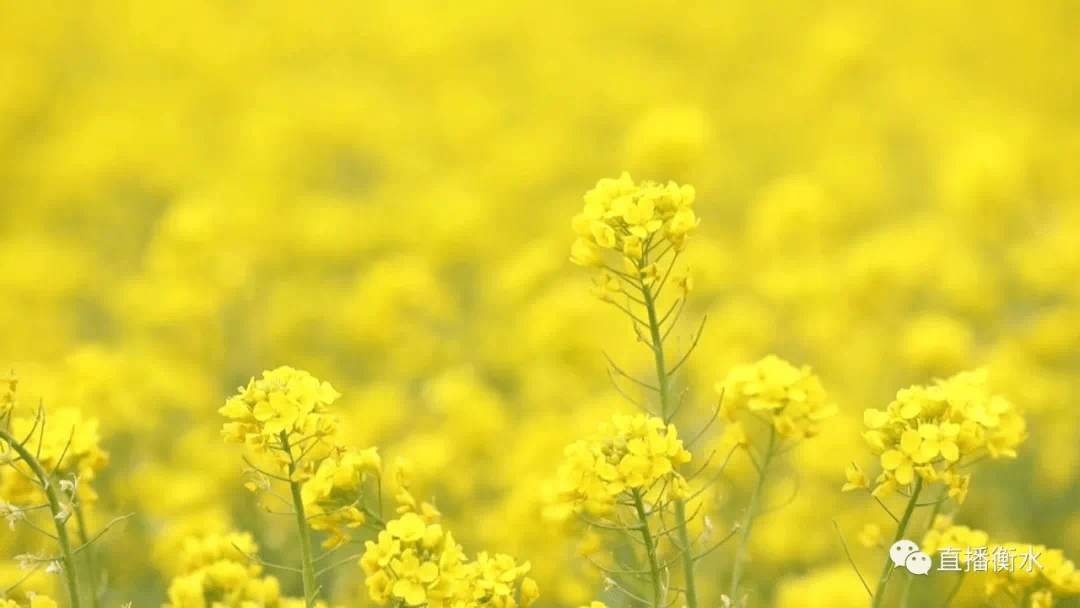 安平:万亩花海引客来 乡村振兴竞绽放_油菜花