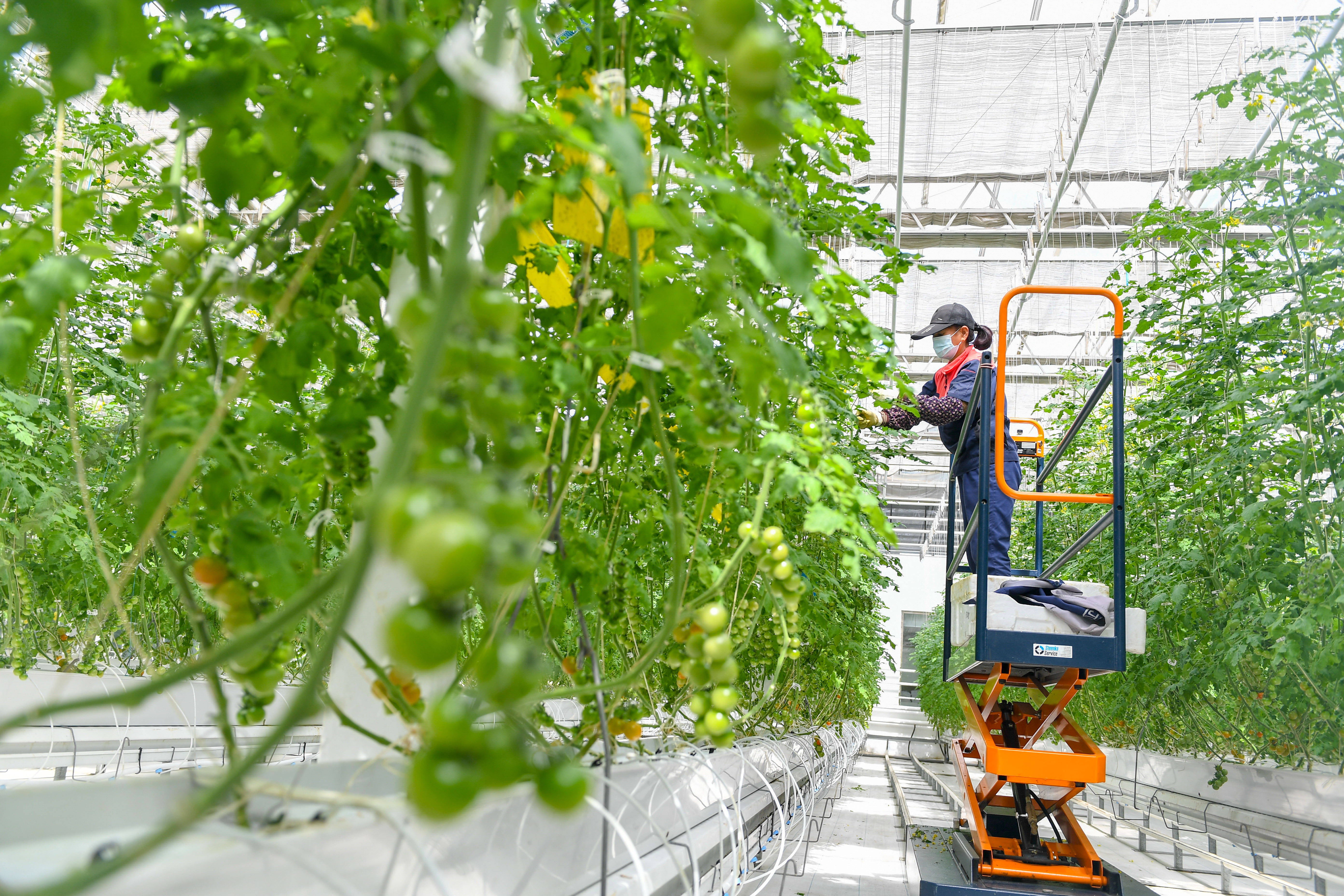 智慧农业"植物工厂:种菜不用土 产值超千万