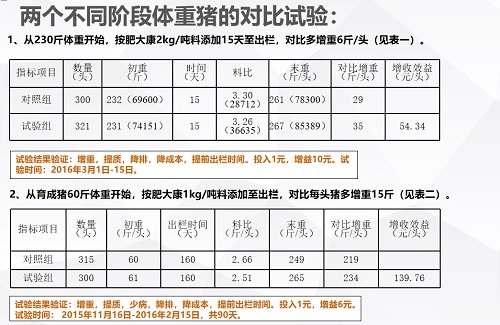 增食用藿香,好肉肥大康||推动高山中兽药向更高质量发展(五)