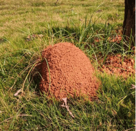 一,红火蚁蚁巢特征  红火蚁蚁巢常筑于草丛,田埂,堤坝,道路绿化带