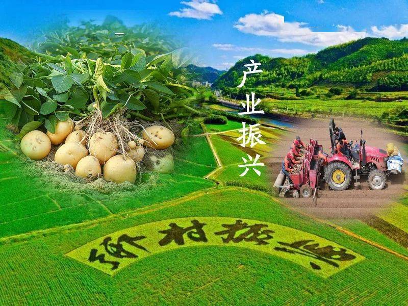 乡村振兴篇之产业振兴土豆种植打造从田间地头到餐桌的全产业链