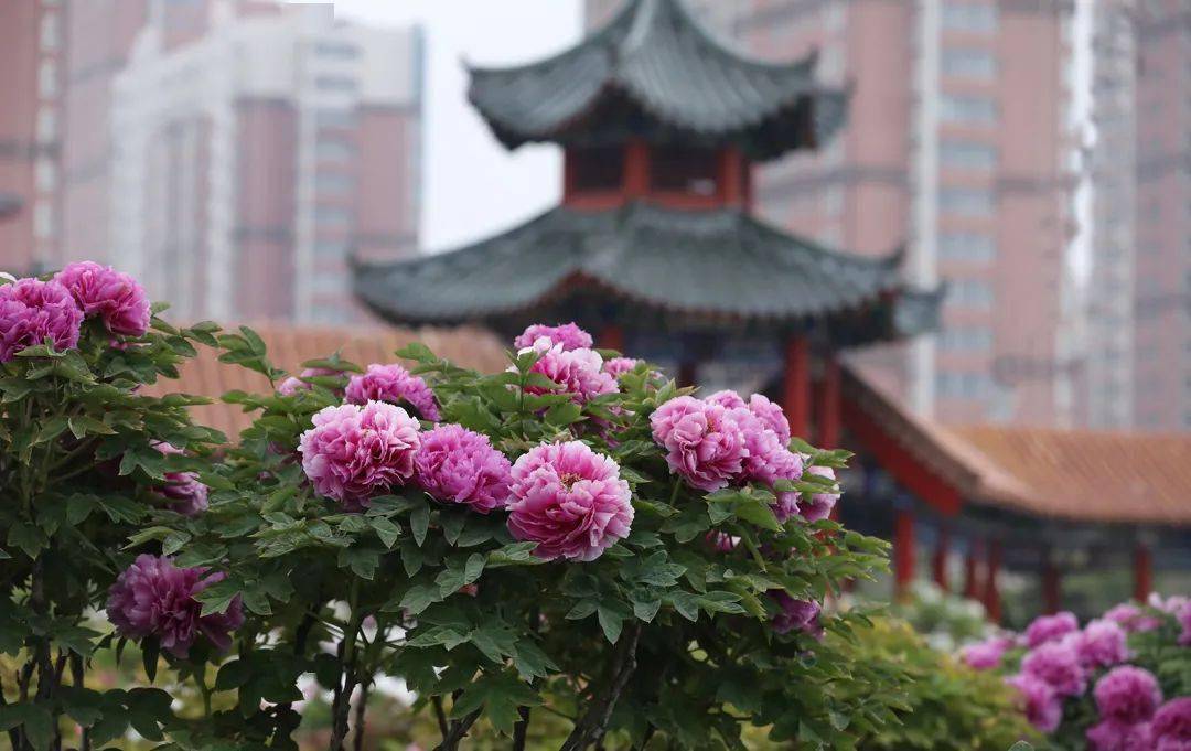 还有个好消息,这些人可享曹州牡丹园9折门票