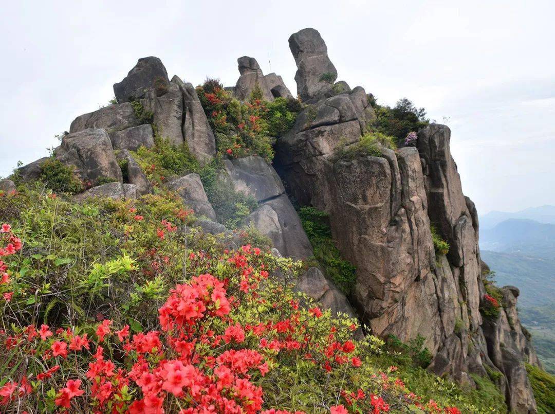 鳌江杨文广栈蔡家山山丹丹开花红艳艳