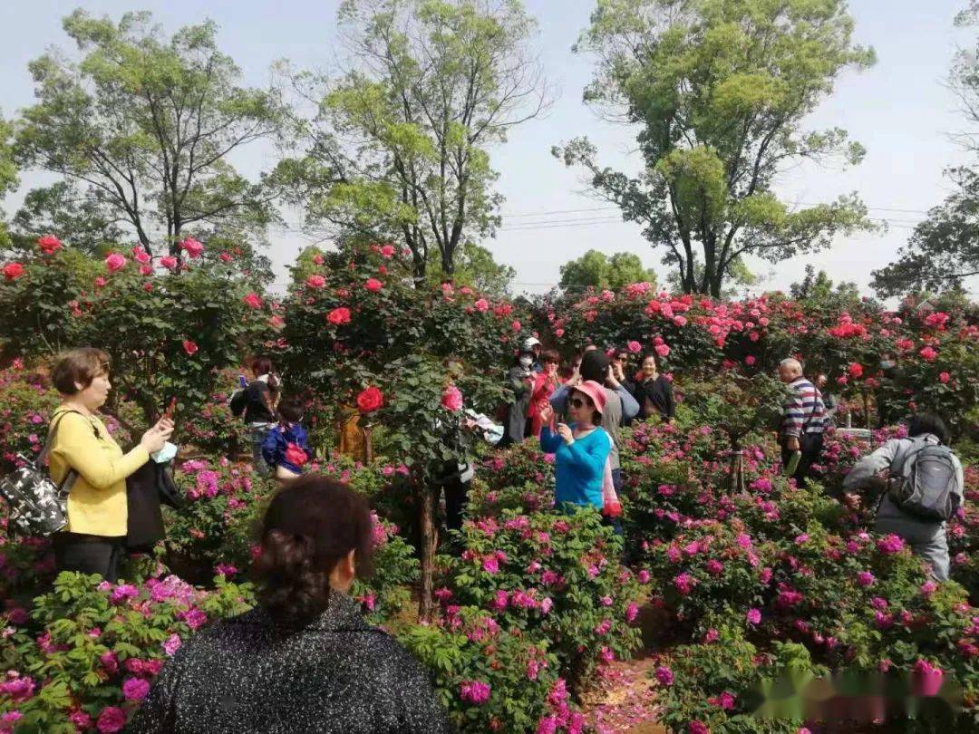 香草伊甸园迎来2000多名游客,成为新洲乡村游玩又一好