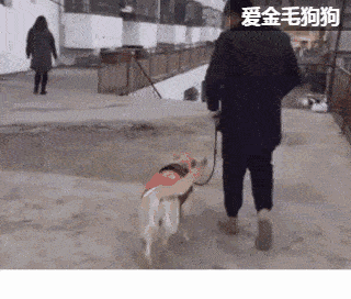 交易完毕,女主人就准备离开了,狗狗呆呆的望着女主人的背影.