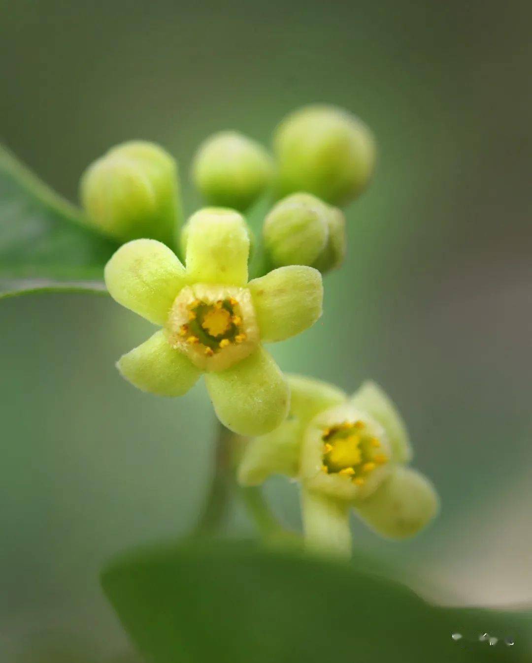 低调内敛的莞香花盛开等你来赏