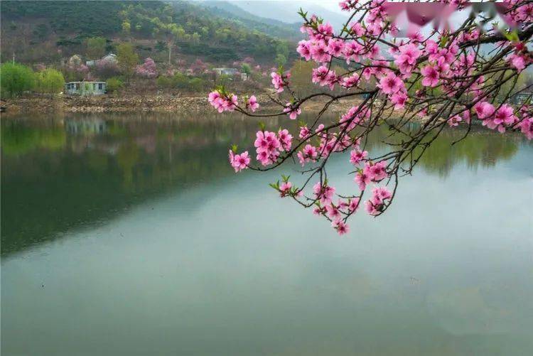 春上泰山桃花艳青峰耸翠溪水流