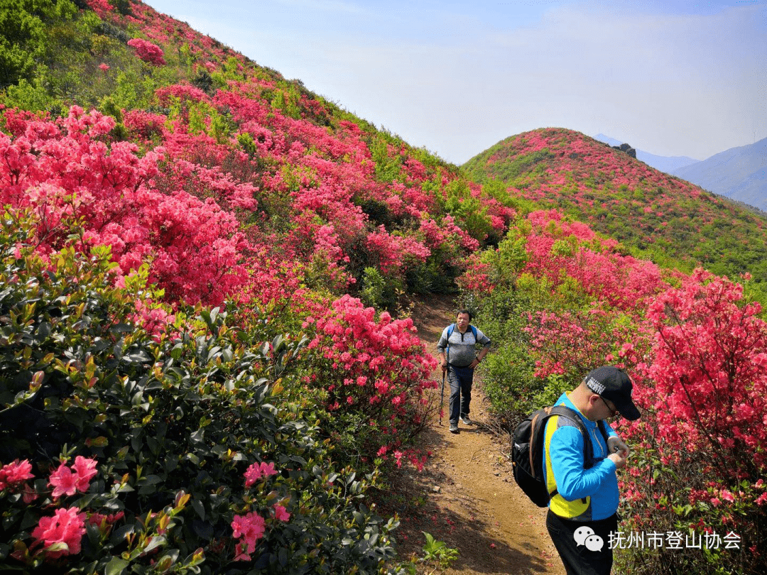 花期不等人:2021年4月25日丰城杜鹃花海登山一日活动