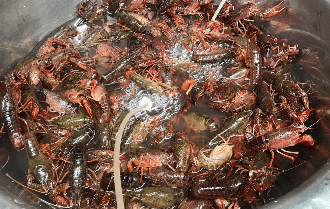 【关注】爱吃小龙虾的注意!刚从綦江部分菜市场,超市传出的消息!