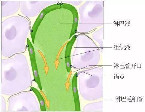 简单的说,淋巴干了2件事,还是拿小区来做比喻 1)清洁工 -- 及时清扫