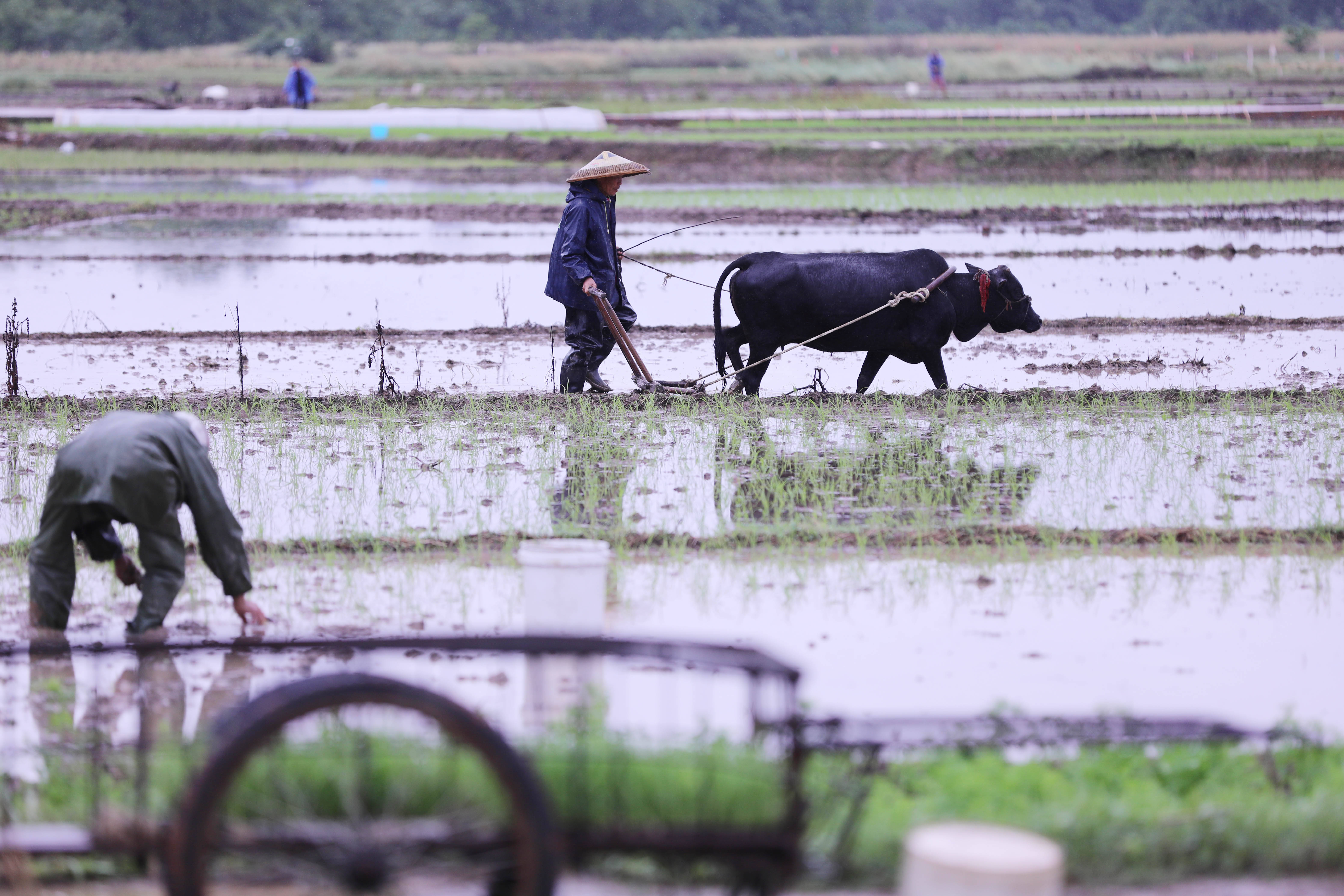 谷雨时节临近 一犁春雨润春耕