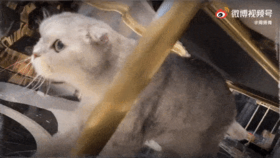 网红周扬青呼吁:爱猫就别养这种猫!连夜获300万网友力挺