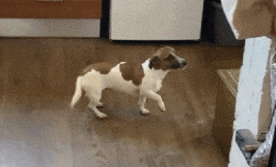 小狗犯错后秒变木头人,铲屎官无奈爆笑: