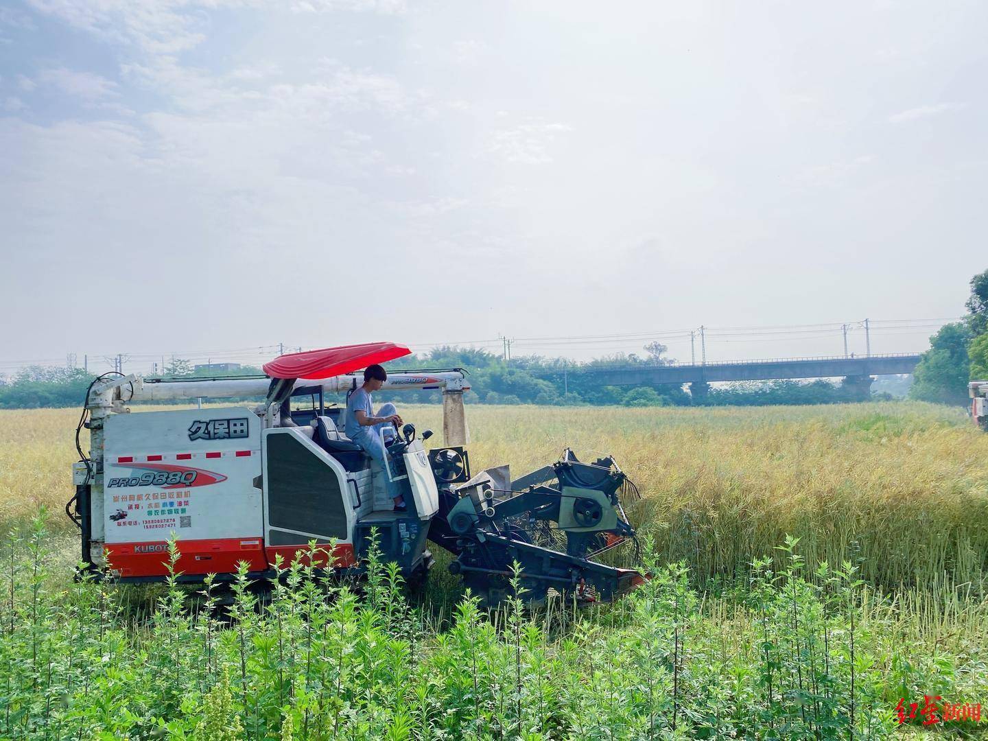 油渣准备好了吗?锦城公园种的150吨莲花白将端上成都人餐桌