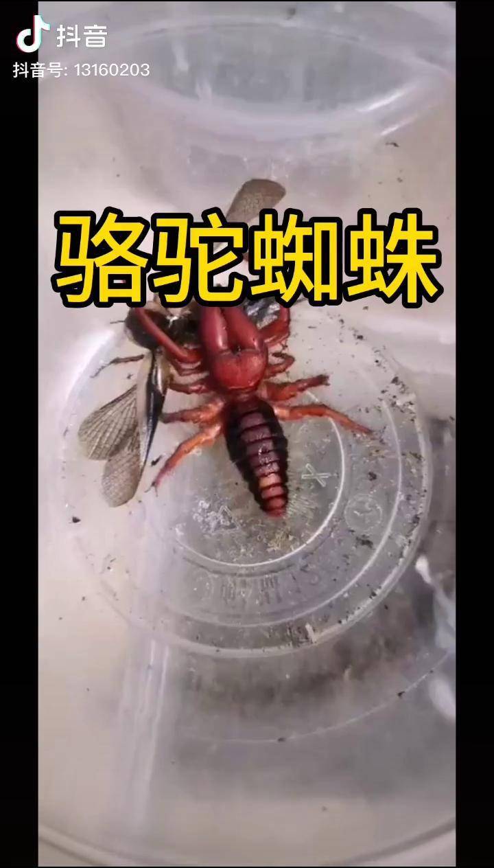 雨林红巨钳避日蛛小龙虾像不像小龙虾