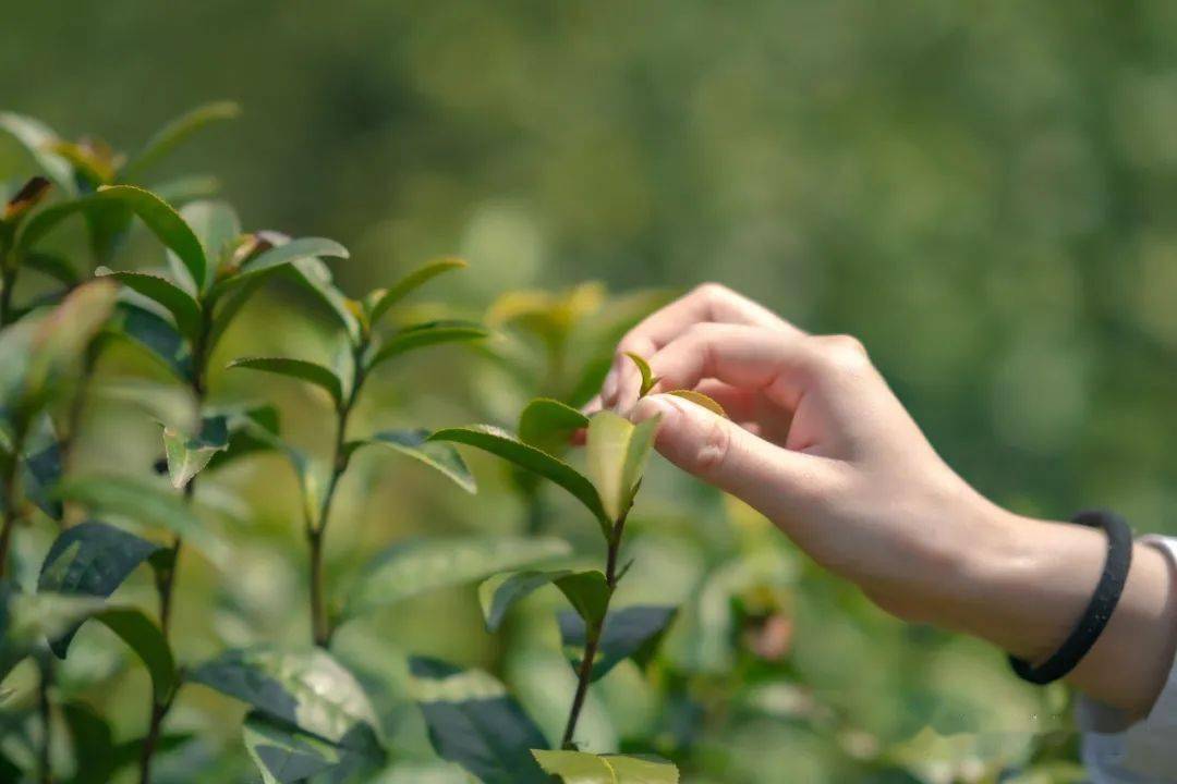 这个"又仙又美"的茶园,藏不住了!