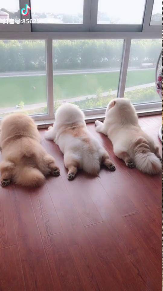 板鸭趴要哪只抱走