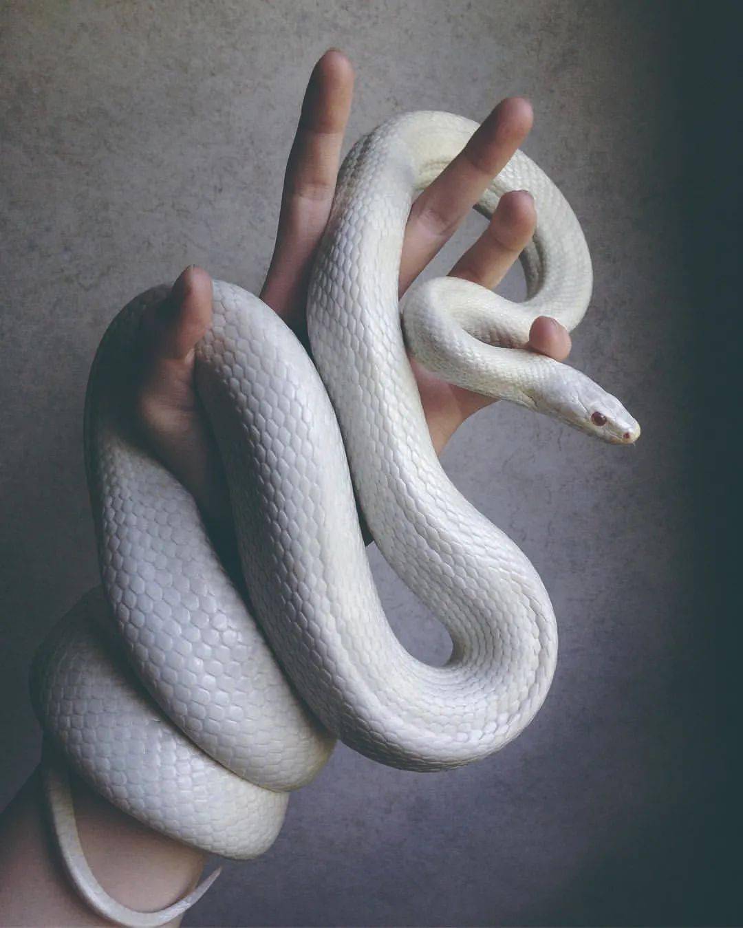 白化蛇