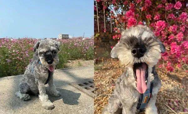 雪纳瑞散步,沿途揪朋友回家,妈转头傻眼:怎么变4