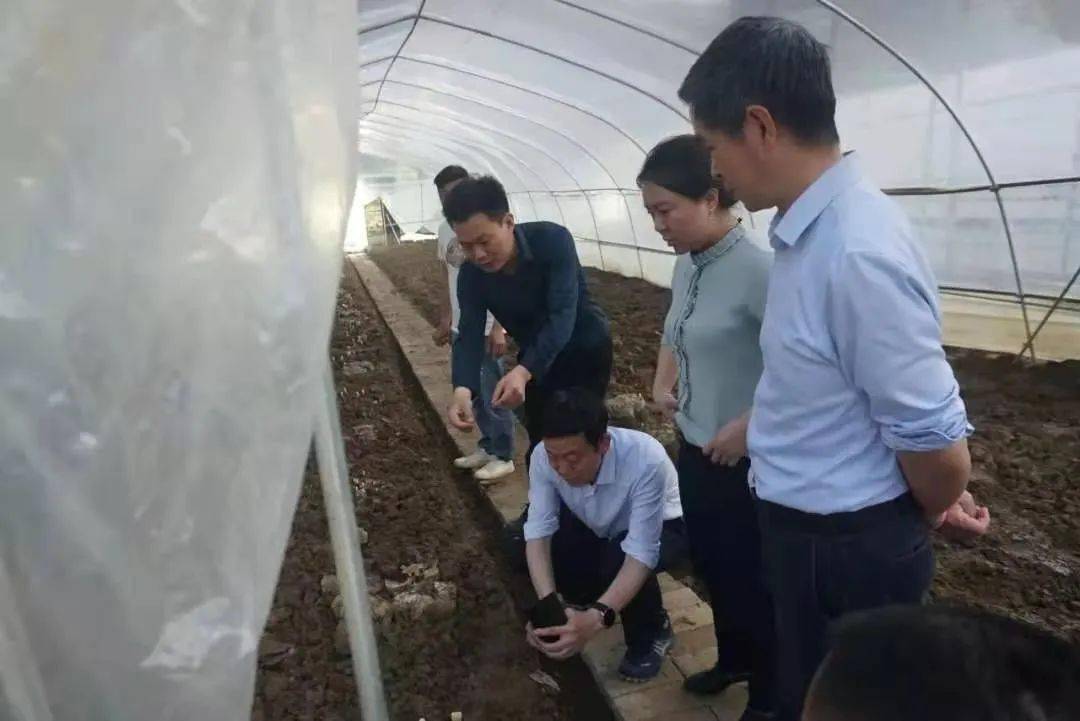 副局长洪琤到婺源调研指导中医药工作,省中医药局产业处处长刘希伟