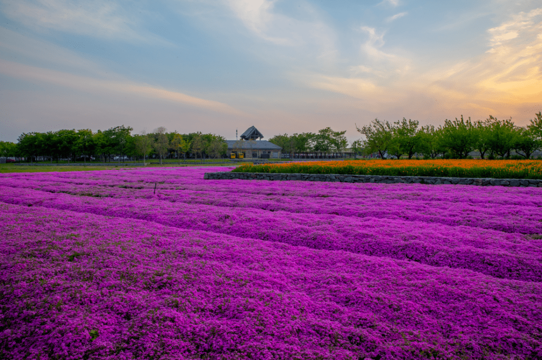 "五一"假期 | 三台山赏花季已开启～_花海