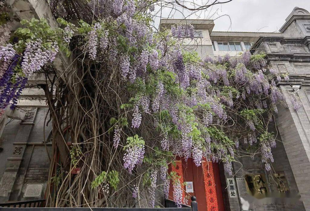 故居前的一架紫藤此时开得正好  藤下纪晓岚的铜像已被摸得锃亮  藤