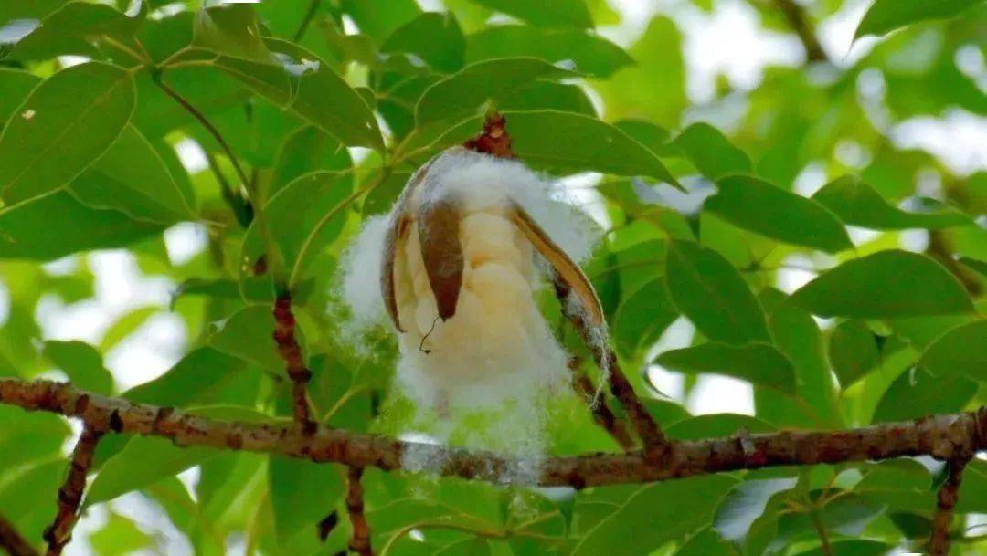 据了解,美丽异木棉又名美人树,原产南美洲,现在中国台湾,广东,福建