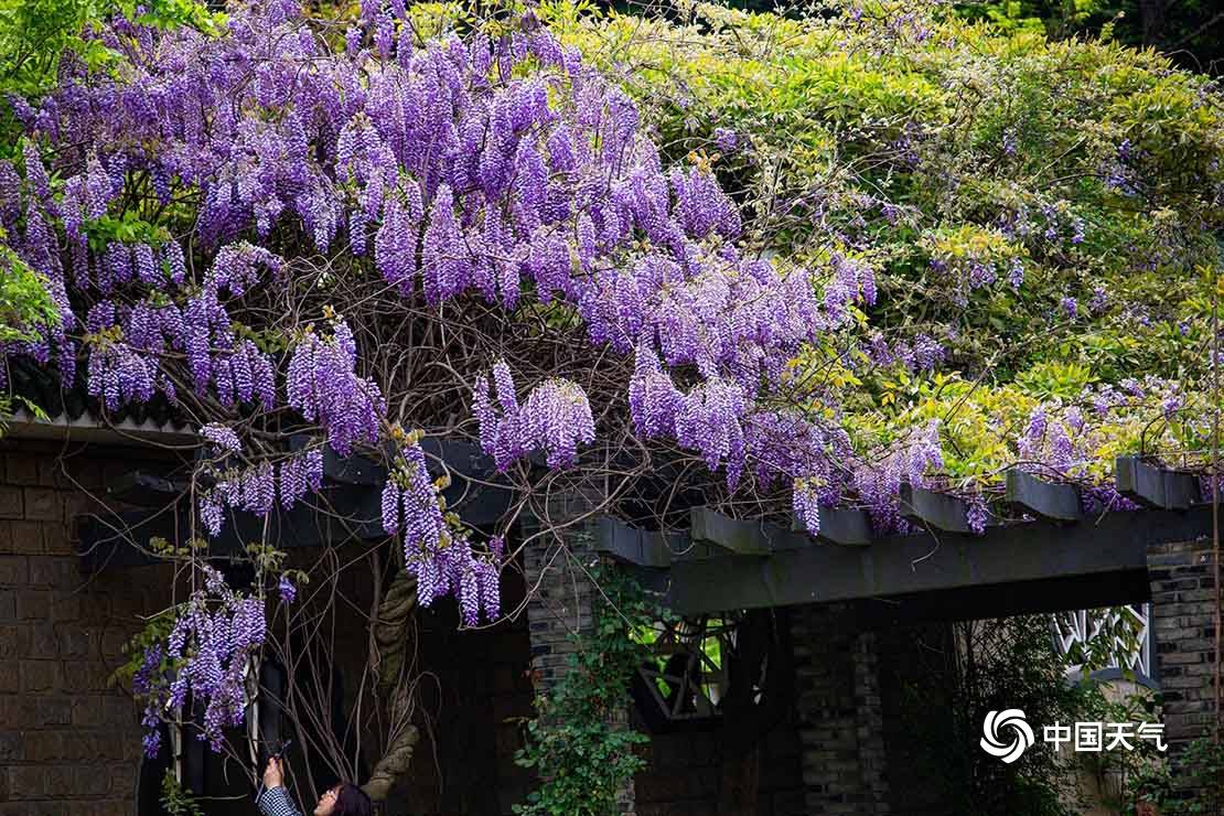 紫藤长廊种有熊野,阿知,安了寺,八重,多米诺等20余种国内及进