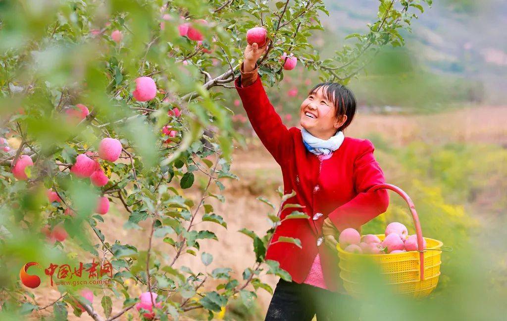 静宁苹果