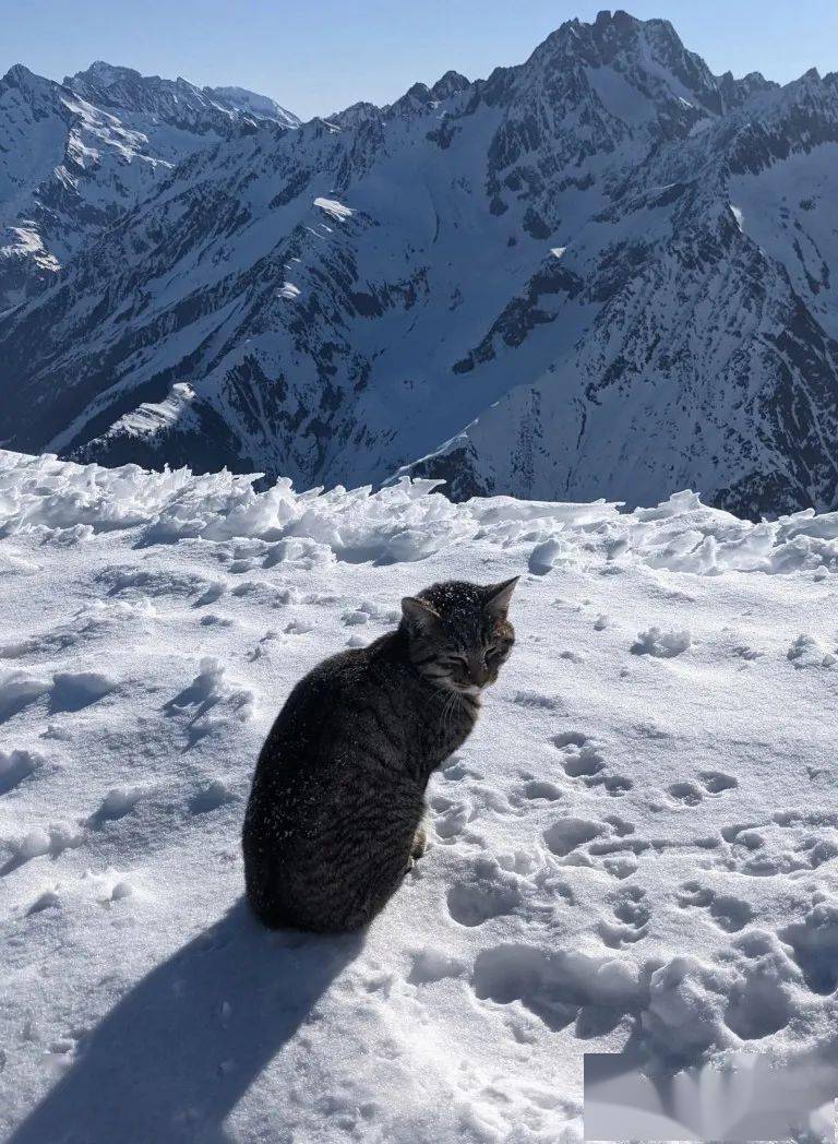 猫咪误入3千米雪山,获救后被发现很可能至少登顶了3次