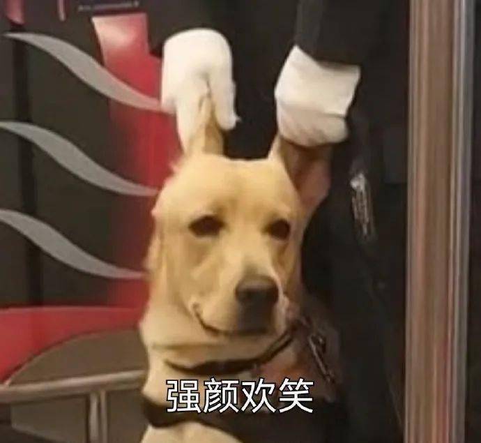 打工警犬地铁上睡觉,被强行揪醒了哈哈哈哈_狗狗