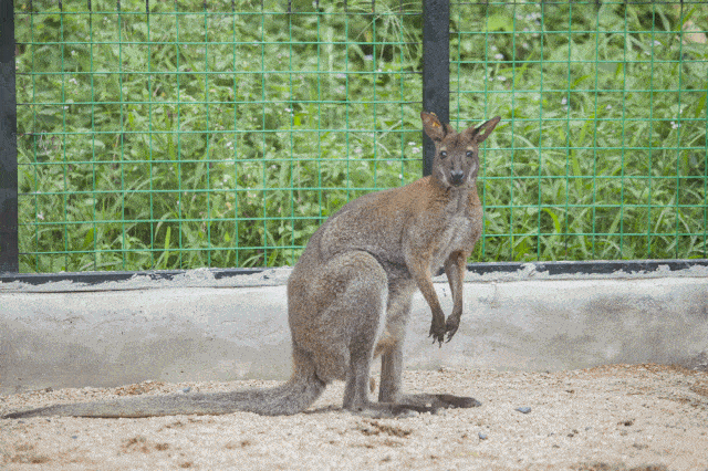 另有松鼠猴,土拨鼠,赤颈袋鼠,羊驼,细尾獴  孔雀,黇鹿等十多种动物
