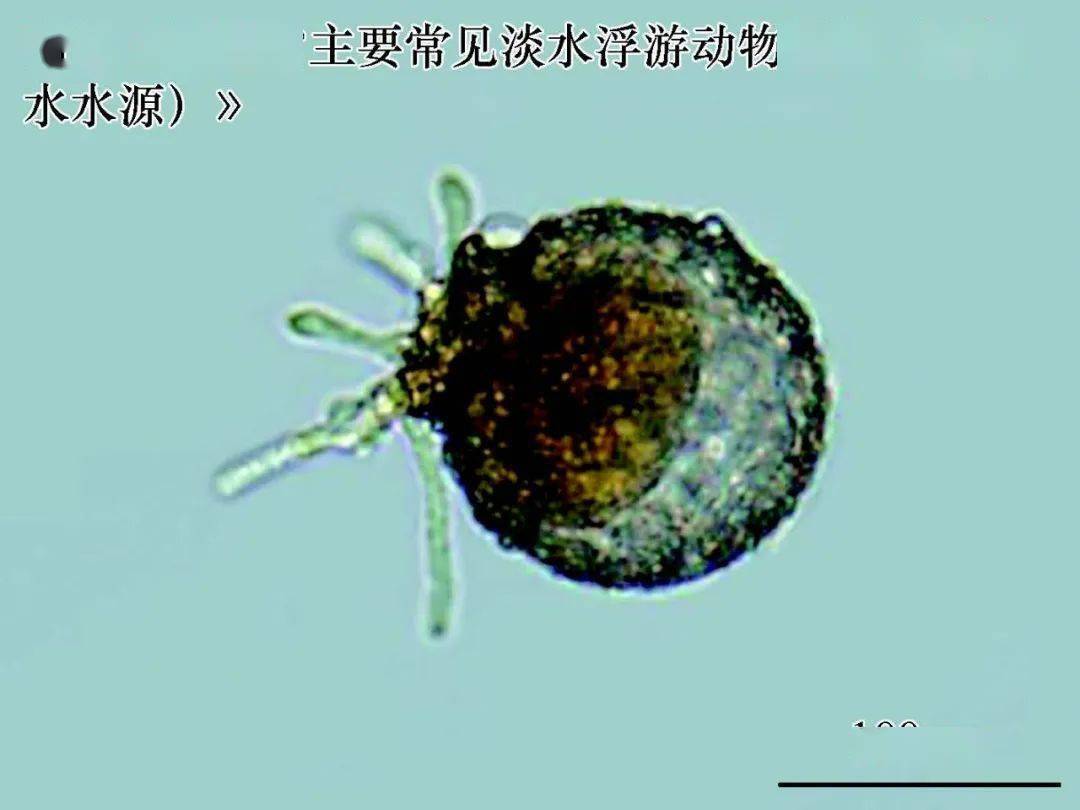 杂葫芦虫( cucurbitella mespiliformis )螅状独缩虫( carchesium