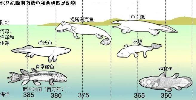 泥盆纪的各种肉鳍鱼类 | dave souza / wikimedia commons  2013年