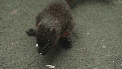 这里的小松鼠 小朋友们可喜欢了 瞧~ 小松鼠这剥瓜子的速度