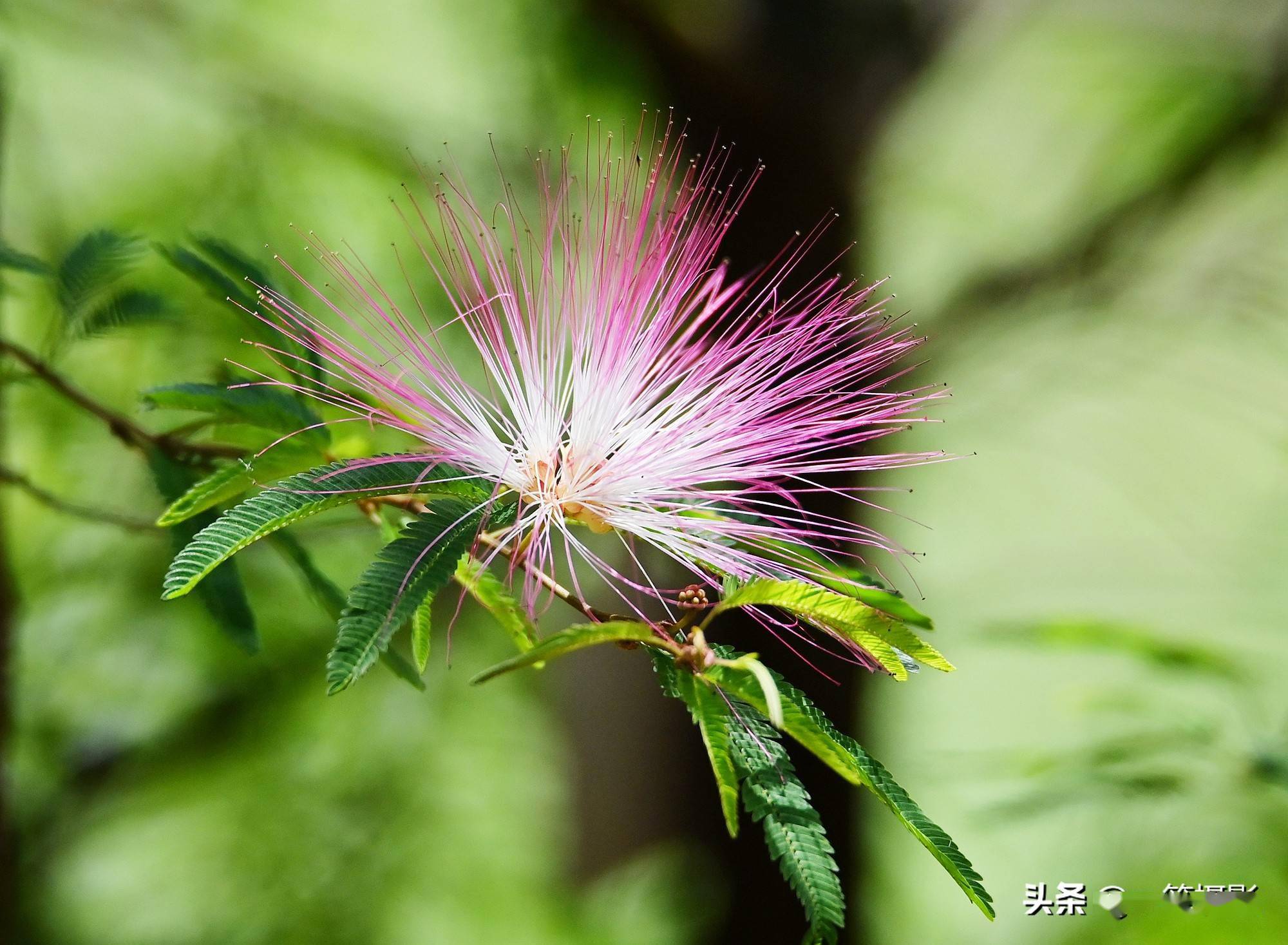 美蕊花,即苏里南朱缨花,又名红合欢