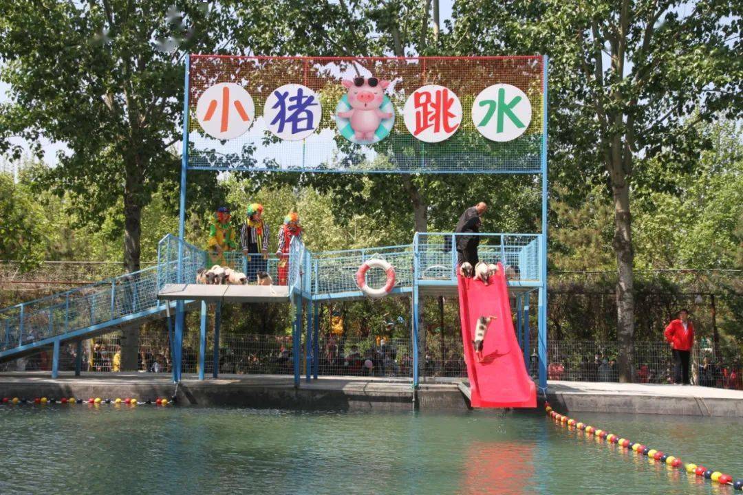 你见过会跳水的小猪吗?