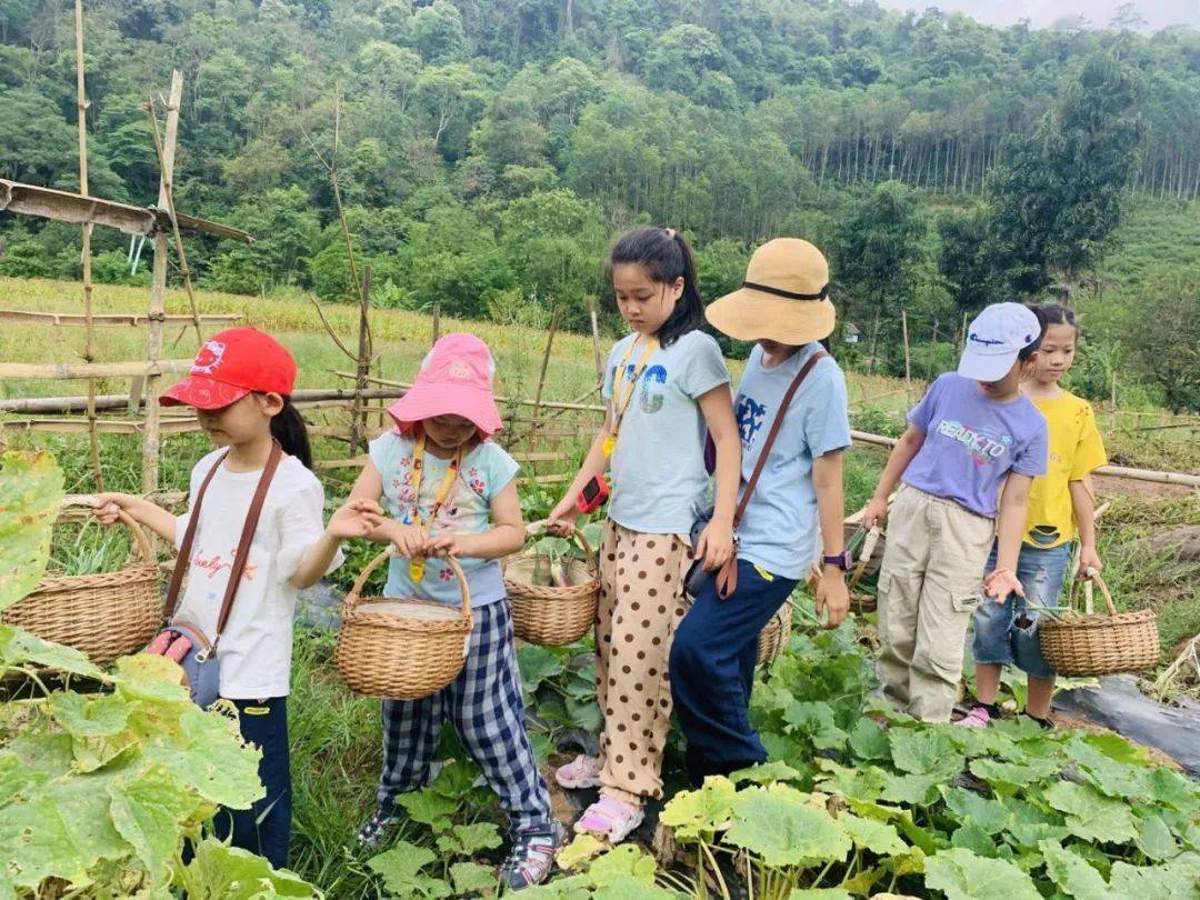 采摘探洞露营志愿劳作:勐远仙境五一亲子活动持续进行
