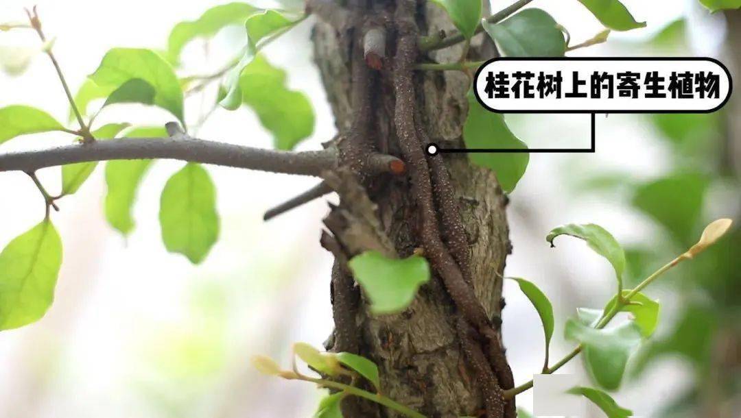 寄生茶亦称桑寄生,入药则称广寄生,是岭南地区一种采用老龄树上寄生