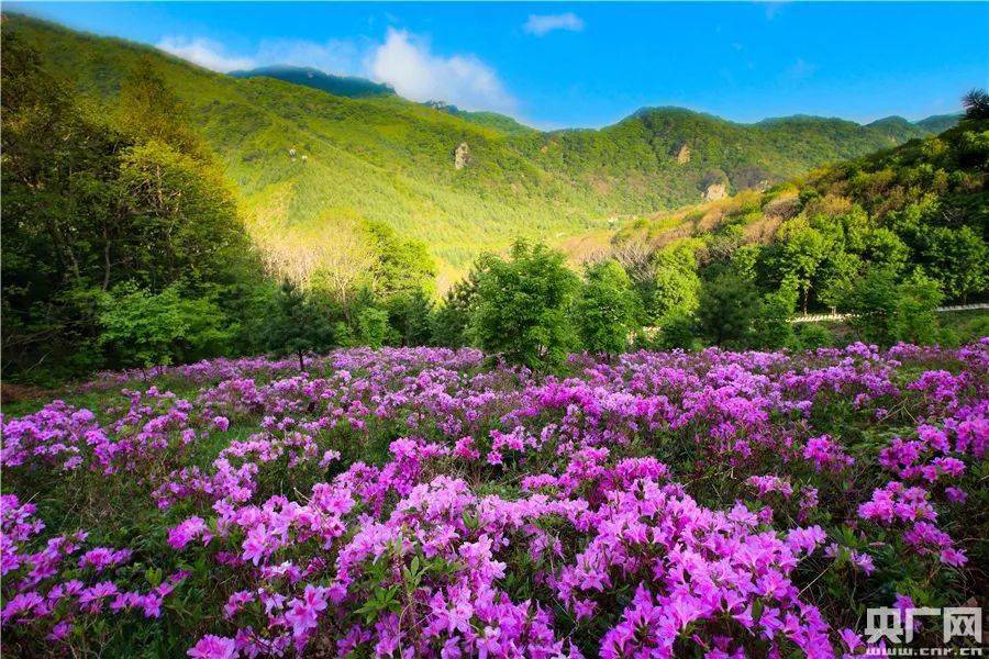 本溪大石湖老边沟杜鹃花海(央广网发 本溪市文旅局供图)
