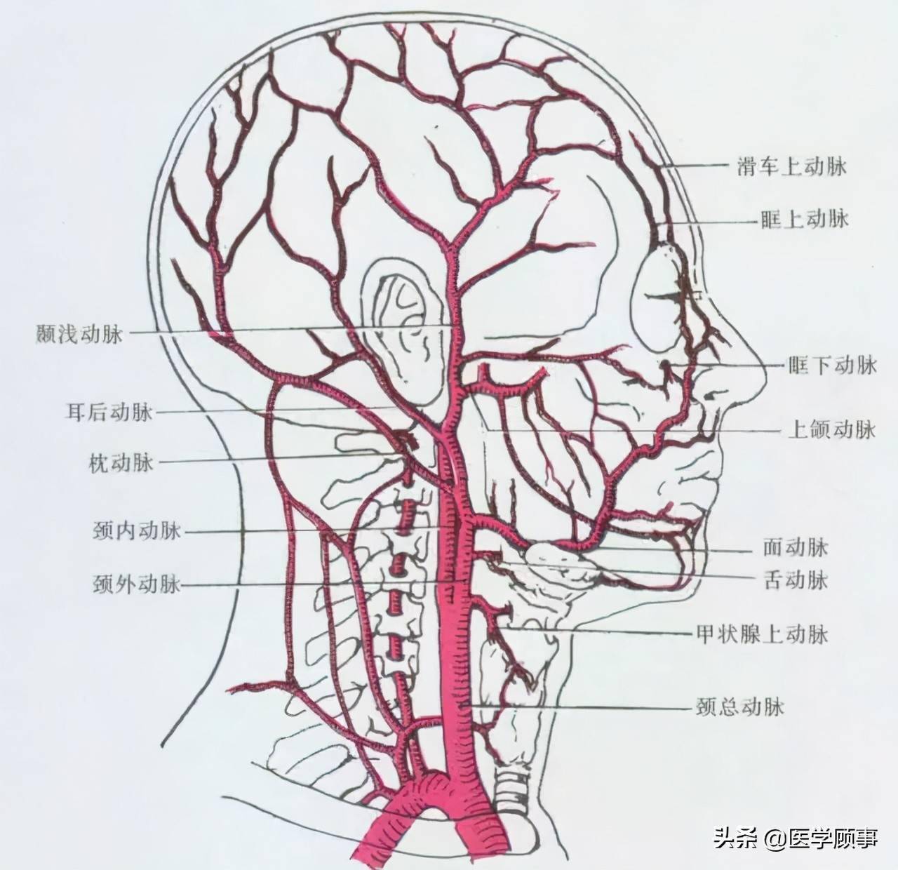 颈外动脉解剖示意图