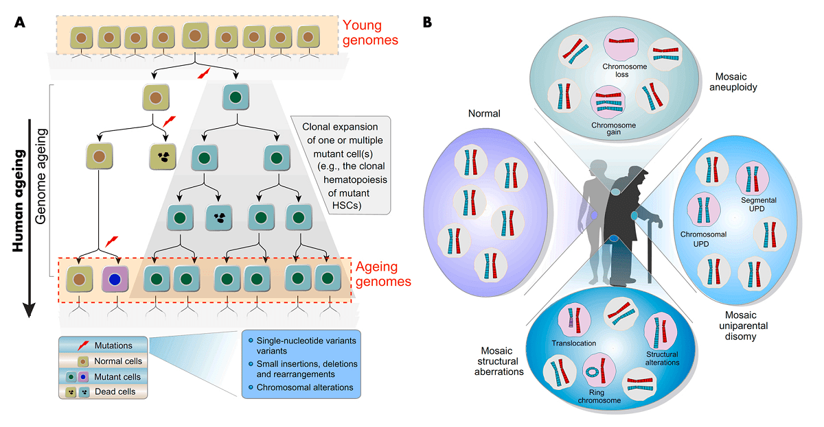 figure 1. mosaicism and ageing genomes.