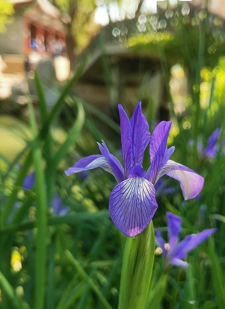 鸢尾花蓝色蝴蝶飞了起来