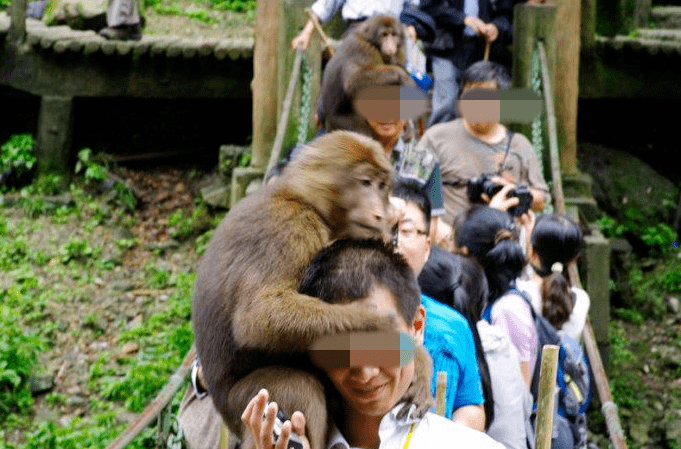 太旅讯丨您被峨眉山的猴亲过脸吗