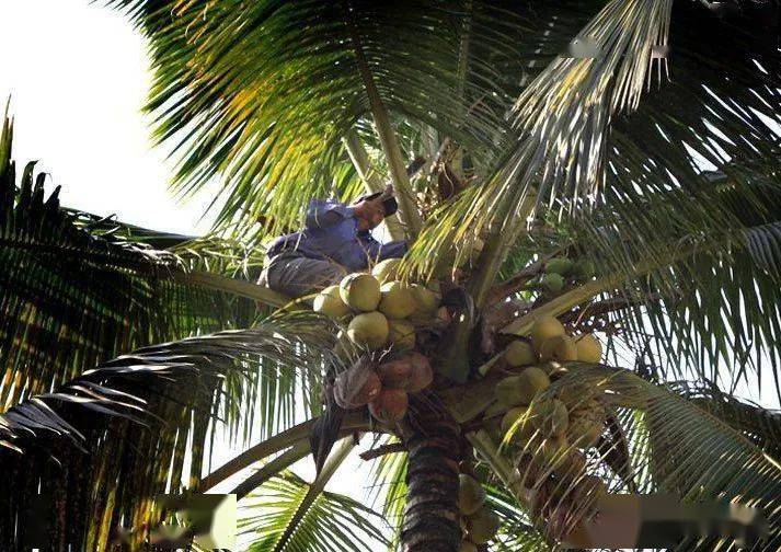 海南也常发生_椰子树