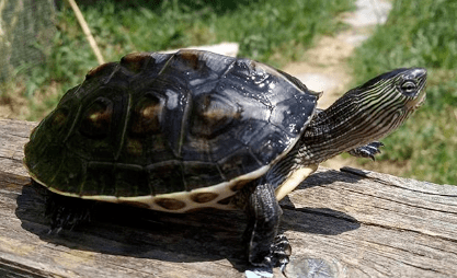 中华花龟丨烈日下绚烂的国龟之花
