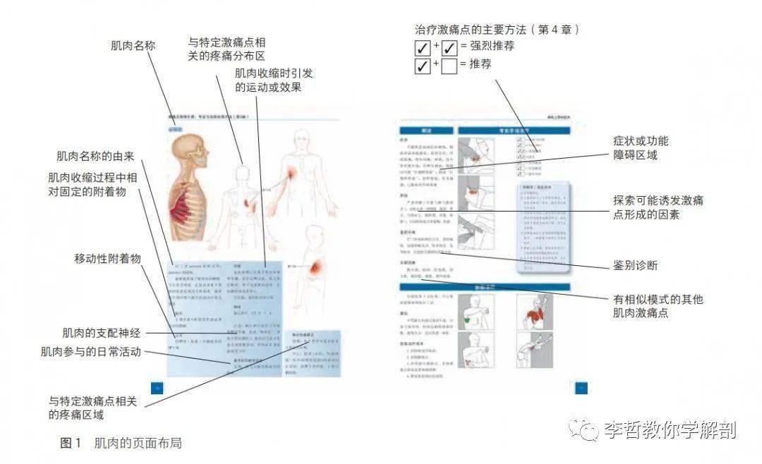 好书推荐 | 头痛,颈痛,腰背痛《激痛点简明手册》专业