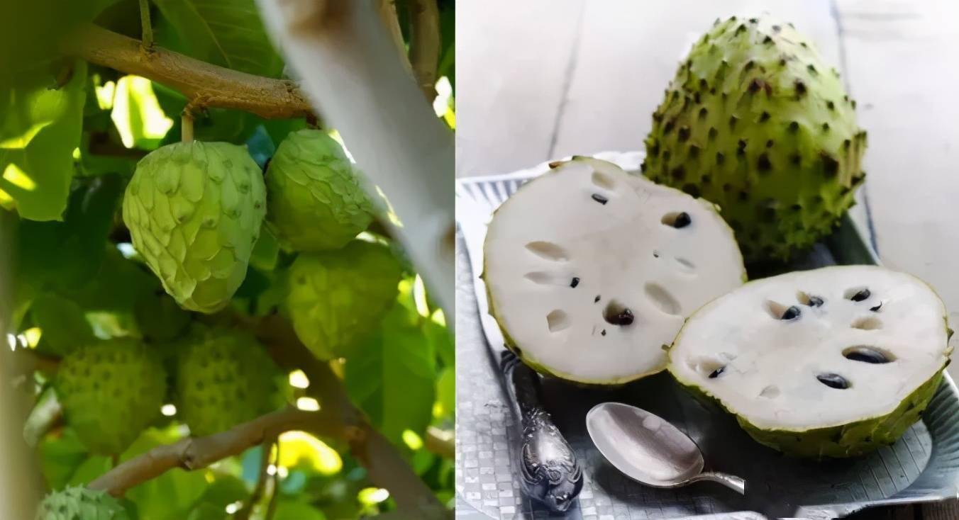 台生水果分享:凤梨释迦,世界上最甜的水果