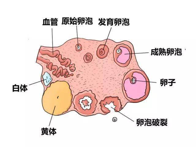 【名医科普】早发性卵巢功能不全(poi)与卵巢早衰(pof),请女性朋友看