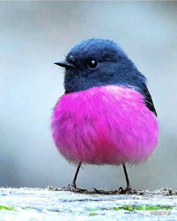 这种鸟叫粉红知更鸟,圆嘟嘟的粉色大胸脯,真是太可爱了!